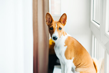 Portrait of basenji puppy dog at home on windowsill.