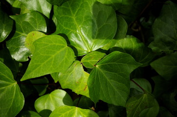 生い茂る緑の葉