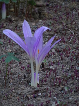 DOS FLORES DE COLOR MORADO Y TALLO BLANCO. LAS FLORES SALEN DE LA TIERRA. IMAGEN SENCILLA. QUITAMERIENTAS (COLCHICUM MONTANUM)