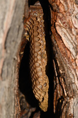 A small bee nest inside a naturally formed hollow within a tree trunk, the golden honeycomb surface clearly in focus
