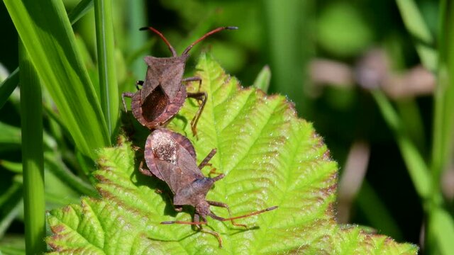 Dock Bug or Dock Leaf Bug, Coreus marginatus in copulation