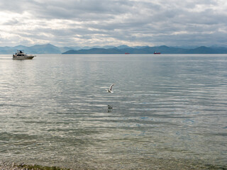 Kamchatka Peninsula, Russia - October 1, 2018: Seagull flying over the water against the background of a sailing boat along Avacha Bay. Nice view of ships and volcanoes from the central beach.