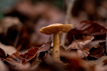 mushroom in autumn