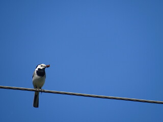 the bird sits on a black wire against the background of a clear blue sky and holds a beetle in its beak