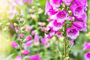 Bumblebee pollinating a perennial flower delphinium or larkspur using its unique method buzz pollination