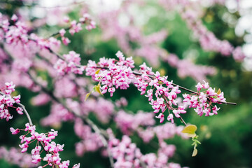 Blooming branches of Cercis griffithii in the garden, close-up.