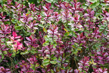 Hebe plant shrub with pink and green leaves in Spring garden. Ireland. Nature background