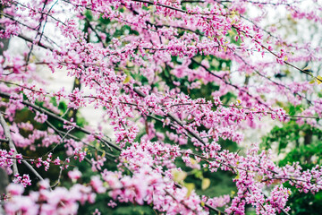 Fototapeta premium Blooming branches of Cercis griffithii in the garden, close-up.