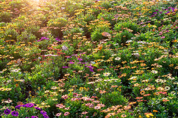 Obraz premium Purple daisy flowers in the garden