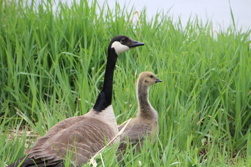 Mother Goose And Gosling In The Tall Grass, Pylypow Wetlands, Edmonton, Alberta