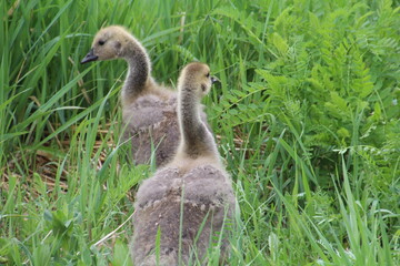 Life In The Tall Garss, Pylypow Wetlands, Edmonton, Alberta