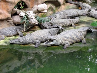 crocodile