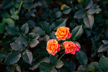 Obraz premium Close up of a vibrant orange rose flower in tropical garden