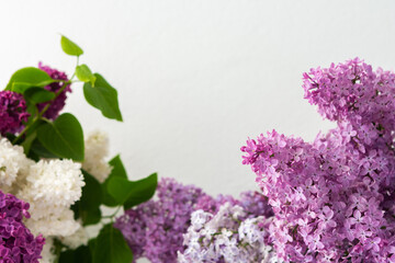 Fresh beautiful bouquet of lilac close up