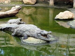crocodile