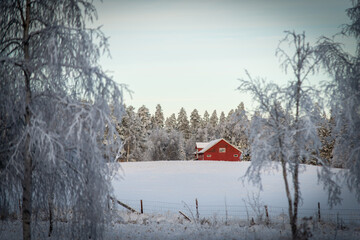 Winter scene with abandoned farm house red barn in the forest