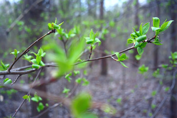 branches of young green leaves and buds, seasonal background, april march landscape in the forest