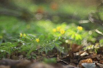 green grass leaves top view wild field / summer in the jungle, forest grass abstract view, background