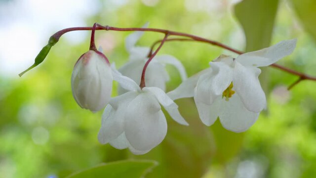 Elfenblume, Epimedium grandiflorum