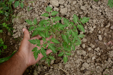 closeup ripe tomato plant with hand seedling environment conversation concept over out of focus brown background.
