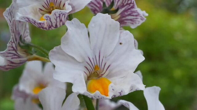 Elfenspiegel, Nemesia Sunsatia