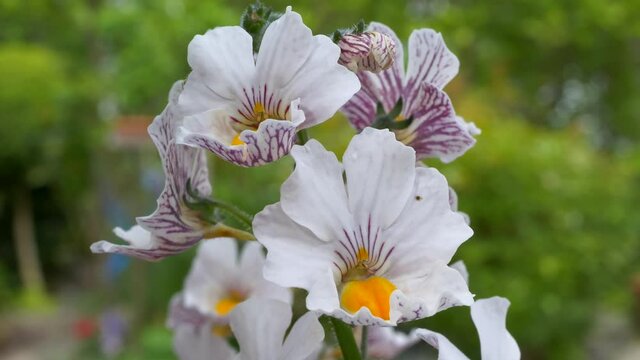 Elfenspiegel, Nemesia Sunsatia