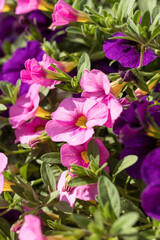 Pink and purple petunia growing in a flowerpot in a nursery, a greenhouse
