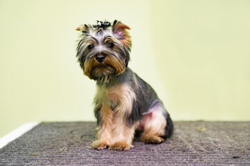 Yorkshire terrier. cute dog after a haircut at the groomer.