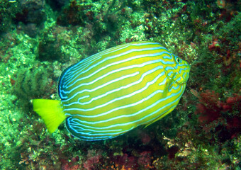 伊豆の海でダイビング中にキンチャクダイを見かけたよ！