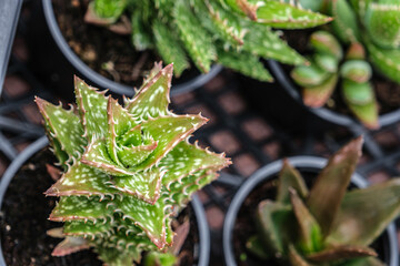 small pots with ornamental flowers