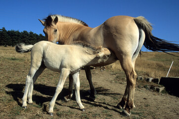 Closeup shot of a mare suckling her foal in a field in Auvergne-Rhone-Alpes, France - obrazy, fototapety, plakaty