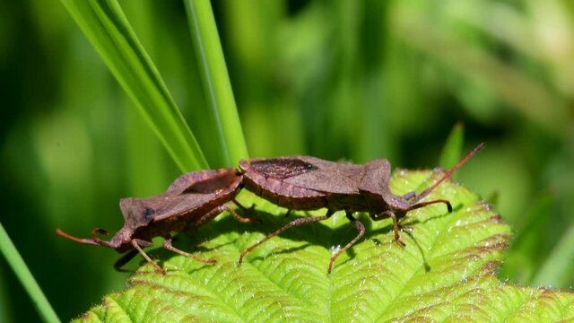 Dock Bug or Dock Leaf Bug, Coreus marginatus in copulation