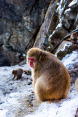 A Snow Monkey at Snow Monkey Park in Japan