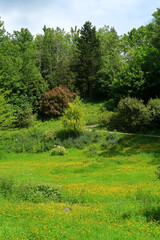 Fototapeta na wymiar A field full of colourful flowers in a woodland landscape