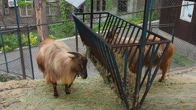 Himalayan tars with large horns eat hay from a feeder. Himalayan tar. Mammal of the family of the Pole, the genus of tara, Hemitragus jemlahicus.
