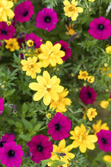 Pink petunia growing in a flowerpot in a nursery, a greenhouse