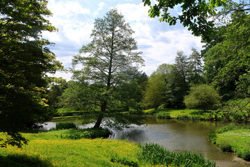 A small lake in a woodland landscape