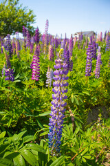 青空の下で咲いているルピナスの花々