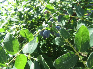 honeysuckle