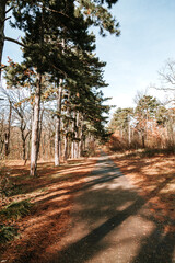 path in the park