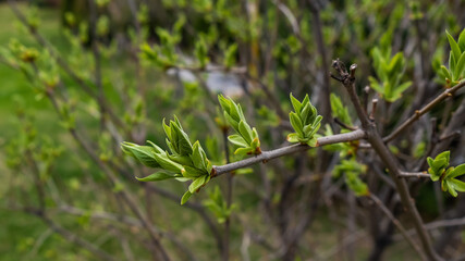 Fototapeta premium Close-up of the first swollen buds of a lilac tree in spring