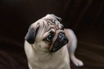 portrait of a young pug on a dark brown background