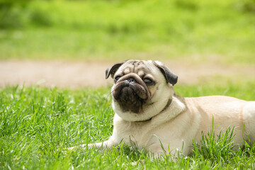 Fototapeta premium a young pug lies on the green grass while walking with a funny face