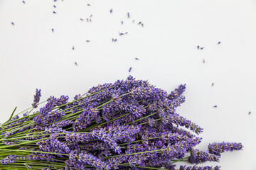 levander on whiteboard
