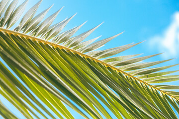 palm leaf with blue sky
