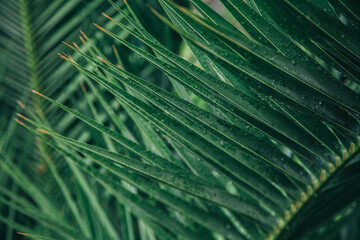 palm leaf background