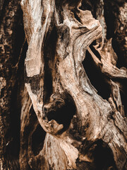 Fototapeta premium bark texture