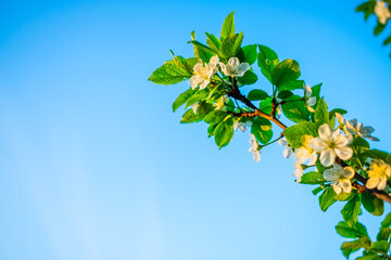 Branches of a beautiful blooming apple tree against the blue sky.
