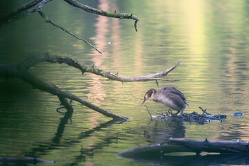 Nidification de grèbe huppée