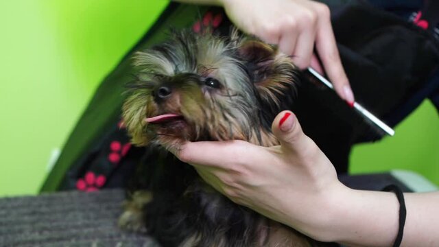Groomer combs of Yorkshire Terrier. extras at the pet store